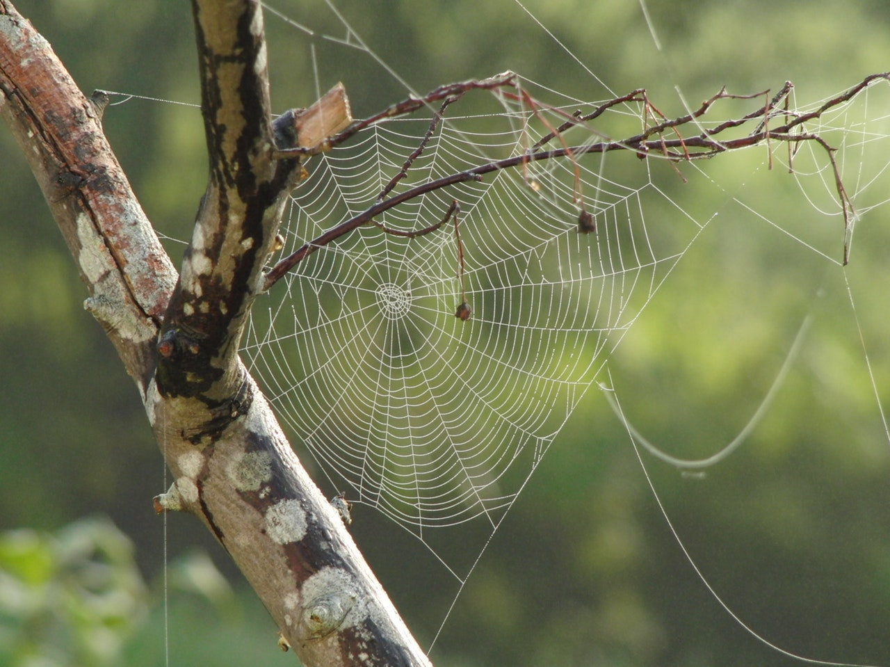 Breaking through the Spider Webs of Life...