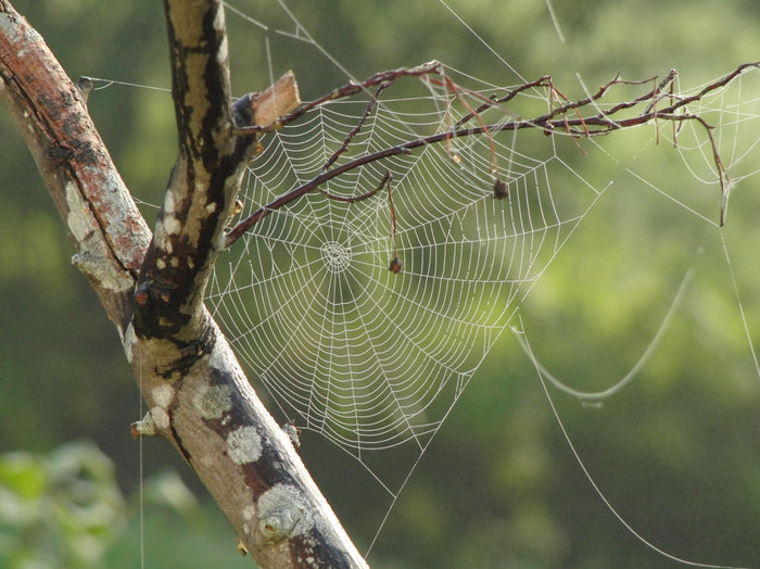 Breaking through the Spider Webs of Life...